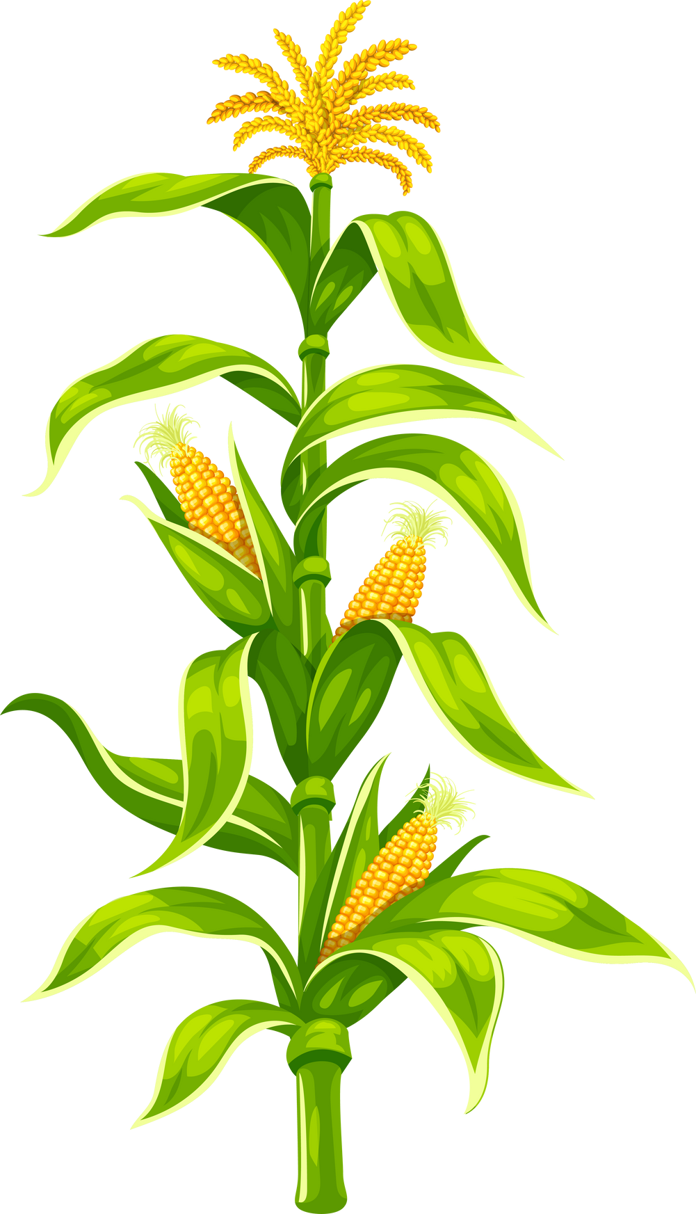 Maize corn cobs on plant stem isolated set PNG