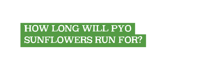 HOW LONG WILL PYO SUNFLOWERS RUN FOR